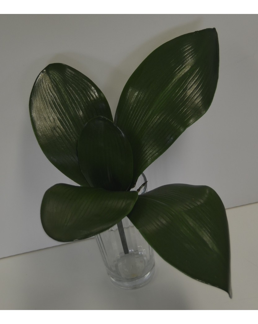 Phalaenopsis Orchid Green Leaves Leaf