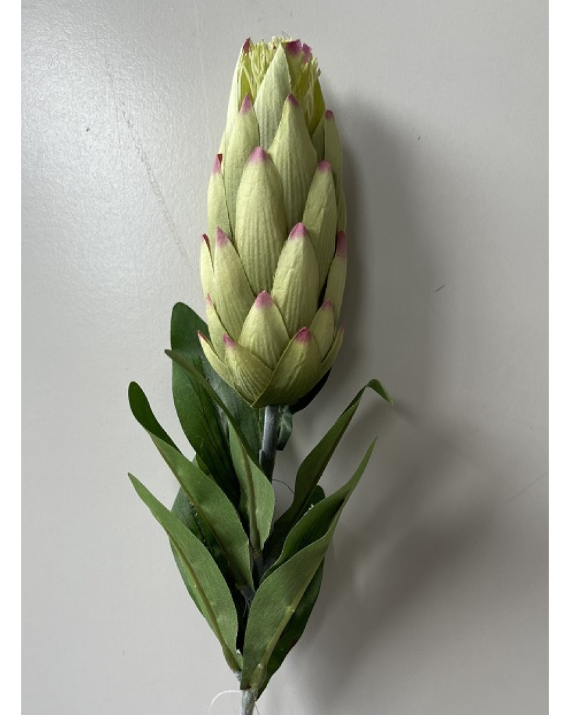 AUSTRALIAN NATIVE FLOWER STEMS GREEN PROTEA BUD FLOWERS