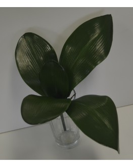 Phalaenopsis Orchid Green Leaves Leaf