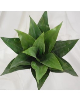 Artificial Green Agave Succulent Plant Cactus Echeveria 25cm wide x 25cm high