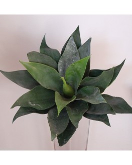 Artificial Medium Green Agave Succulent Plant Cactus Echeveria 35cm wide x 30cm high