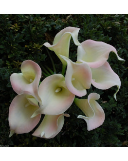 Latex Real Touch Cream Pink Calla lily Bunch 9 heads